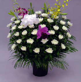 白菊23000