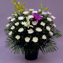 白菊18000