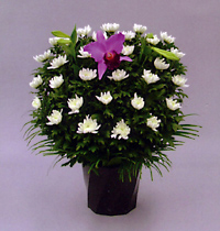 白菊15000